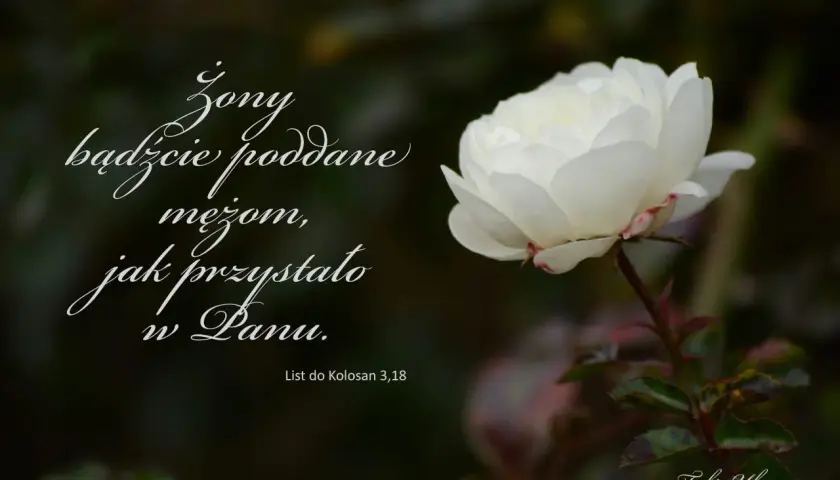 Biała róża i cytaty z Biblii: "Żony bądźcie poddane mężom, jak przystało w Panu." List do Kolosan 3,18.