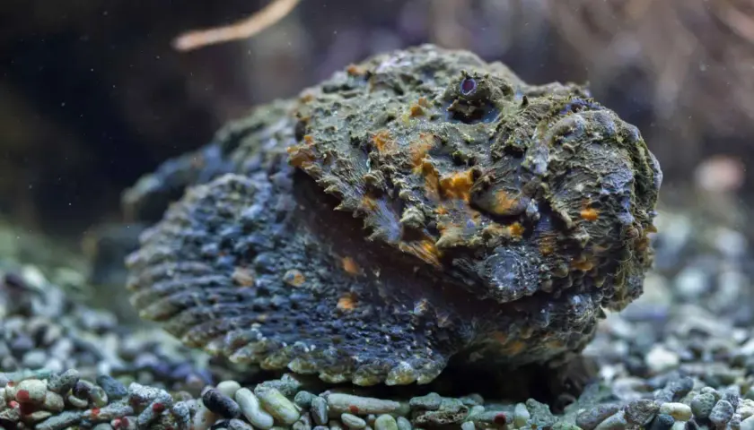 Un pez piedra, camuflado entre las rocas del fondo marino, parece una roca más. Podría ser un habitante de las costas de España.