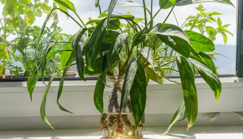Aglaonema rozmnażanie w wodzie. Zielone liście rośliny w szklanym naczyniu, z widocznymi korzeniami.