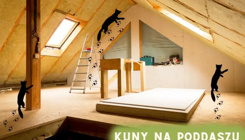 Kuny na poddaszu? Zobacz, jak pozbyć się tych nieproszonych gości. Ślady łapek i sylwetki kun wskazują problem.