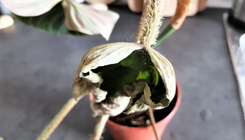 Un ragnetto rosso ha tessuto la sua tela su una pianta in vaso, con piccole gocce d'acqua scintillanti.