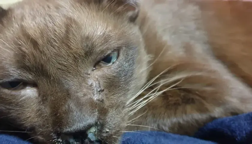 Primer plano de un gato marrón con un ojo lloroso y secreción nasal.