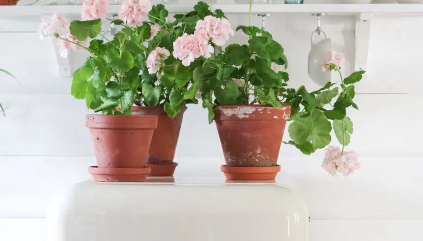 Två krukor med rosa pelargon mårbacka står på en vit SMEG-kyl.