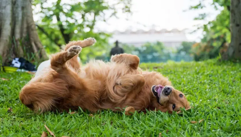 Golden retriever rolls on grass, tongue out. Perhaps it's trying to mask its scent, a reason why do dogs roll in poop.