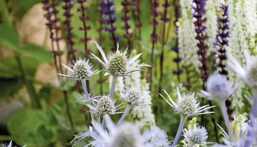 Blå och lila blommor i en somrig rabatt. Tistelliknande blommor i förgrunden, med höga spiror av lila och vita blommor i bakgrunden.