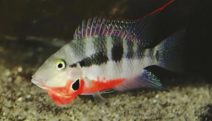 En vacker ciklider i ett akvarium, med sina distinkta svarta fläckar och livliga röda och blå färger.