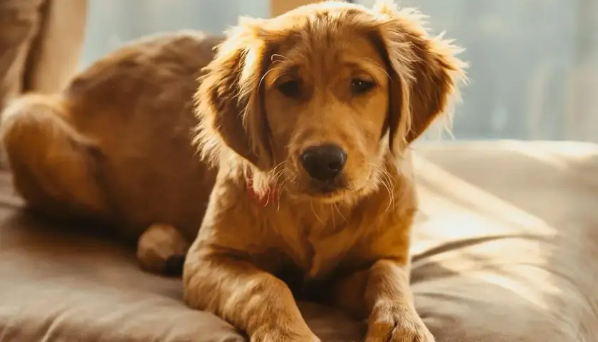 Słodki szczeniak golden retriever leży na kanapie, zastanawiając się, czy pies może jeść orzeszki ziemne.
