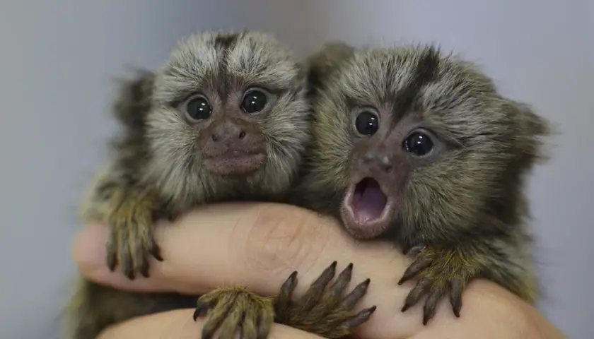 Dos pequeños monos tití, uno con la boca abierta, parecen soñar con monos mientras se aferran a una mano.