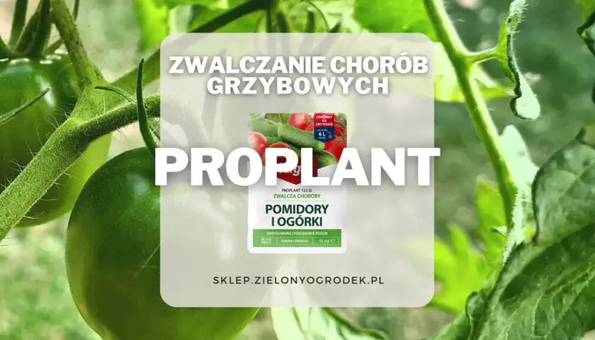Proplant 722 SL jak stosować? Oprysk na pomidory i ogórki zwalcza choroby grzybowe. Długo działa, chroni i zwalcza.
