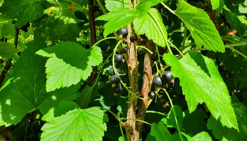 Gros plan sur une branche de plante cassis, avec des feuilles vertes vives et des grappes de baies noires mûres.