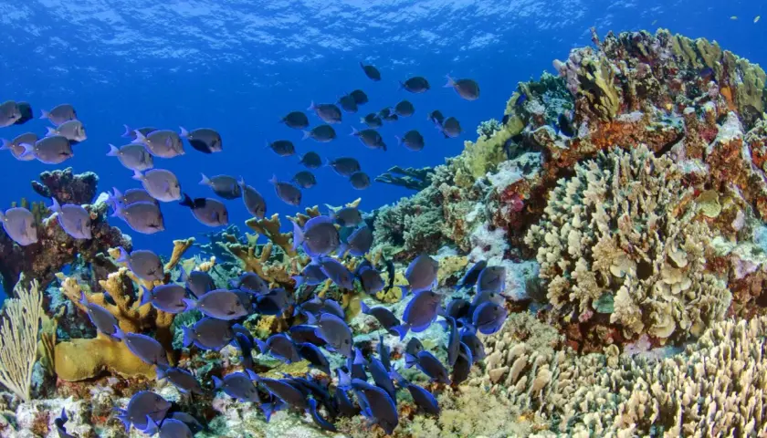 Una gran bandada de peces de arrecife azules y grises nada cerca de un vibrante arrecife de coral bajo el agua.