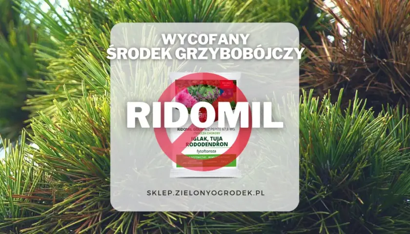 Informacja o tym, że Ridomil Gold wycofany. Środek grzybobójczy na iglaki, tuje i rododendrony.