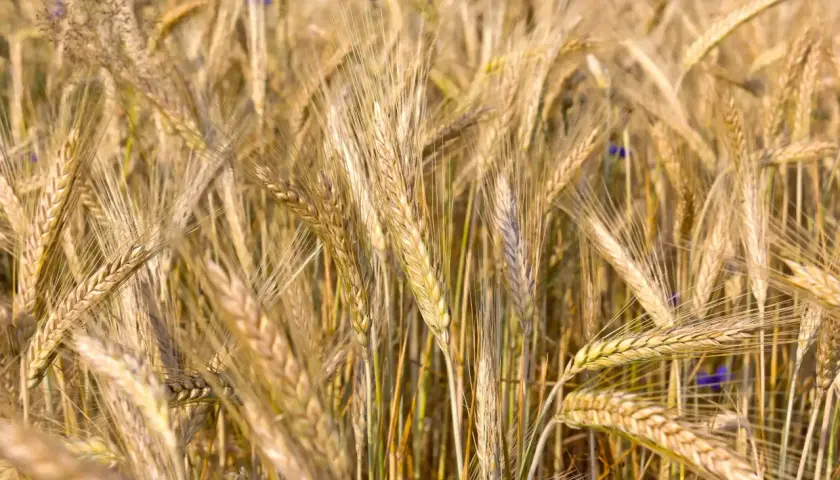 Champ de blé mûr, les épis dorés se balancent. La densité de semis de triticale kg/ha est optimisée pour une récolte abondante.