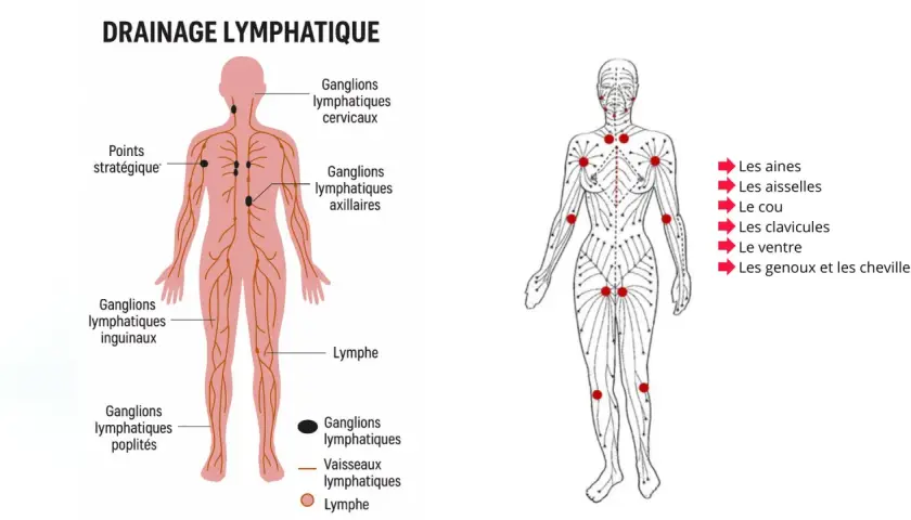 Schéma du drainage lymphatique : points stratégiques, ganglions et vaisseaux. Avis médecin sur cette technique.