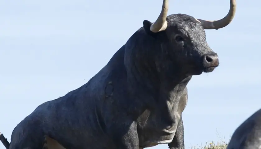 Toro bravo de la ganadería El Torreón, con imponentes cuernos y mirada desafiante, bajo un cielo azul.