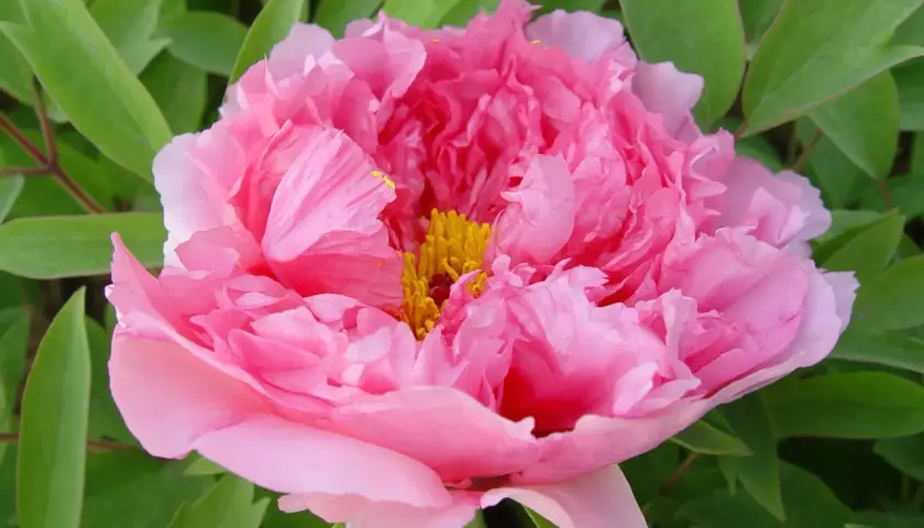 En vacker, fluffig rosa pionblommas mitt med gula ståndare. Perfekt för att plantera pioner i trädgården.