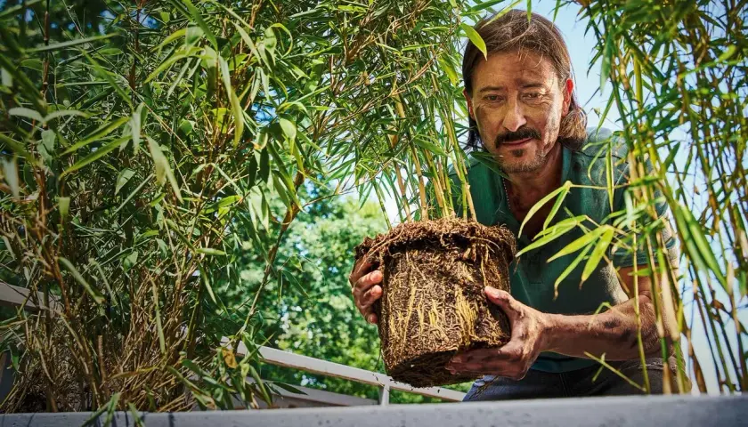 Man håller upp en **bambu i kruka** med välutvecklade rötter.