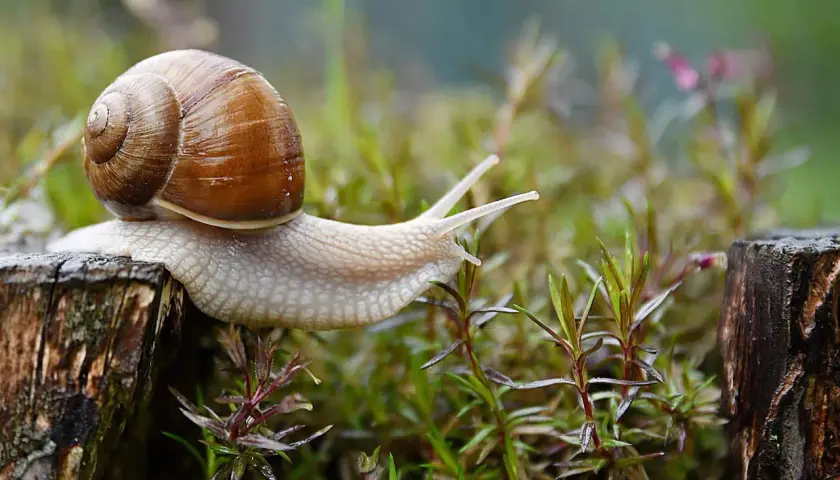 Un escargot avance sur un tronc d'arbre, peut-être à la recherche d'un remède de grand-mère contre les escargots.
