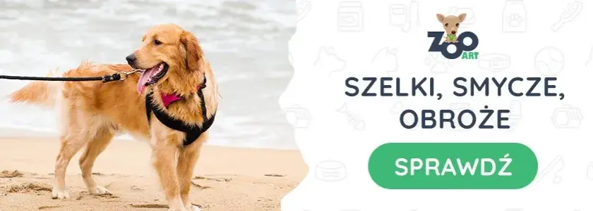 Golden Retriever: Jaka obroża ochroni jego sierść i szyję?