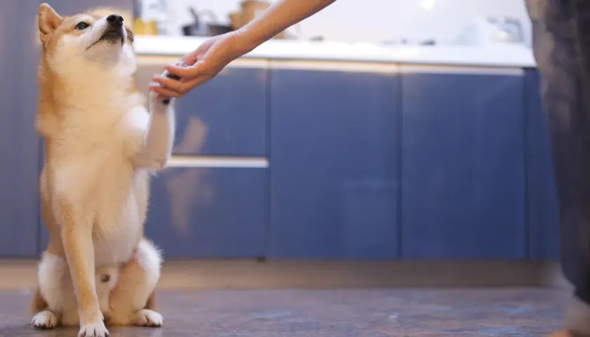 Shiba Inu podaje łapę, ćwicząc tresurę psa. W tle kuchnia.