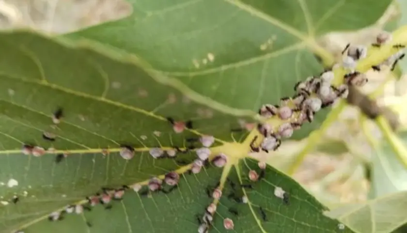 Formiche che si nutrono della melata della cocciniglia del fico su una foglia verde.