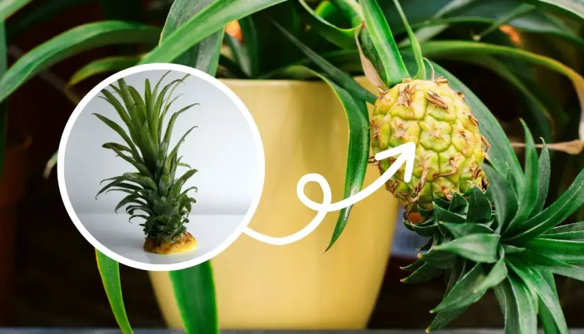Ananas w doniczce, żółkną liście. Mała sadzonka obok pokazuje, jak roślina rośnie.