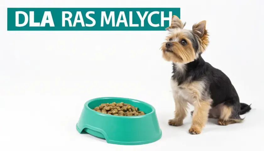 Mały piesek Yorkshire Terrier czeka na swoją porcję karmy. Zastanawiasz się, jaka karma dla szczeniaka będzie najlepsza?