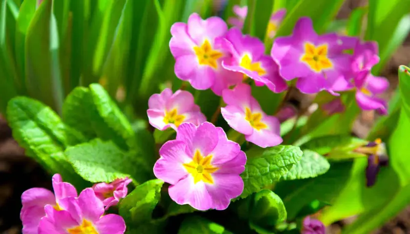 Fleurs de primevère roses et jaunes éclosent au soleil, annonçant le printemps.