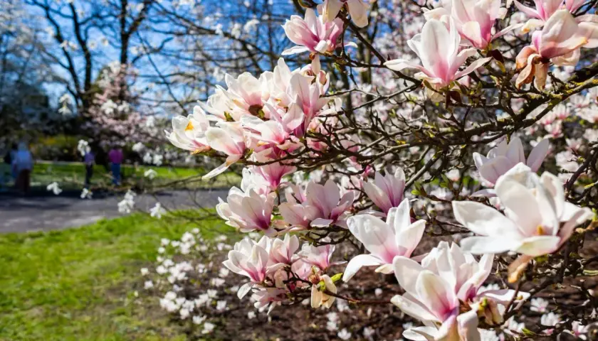 Delikatne, różowo-białe kwiaty magnolii w pełni rozkwitu. W tle widać park i spacerujących ludzi, co idealnie oddaje moment, kiedy kwitnie magnolia.
