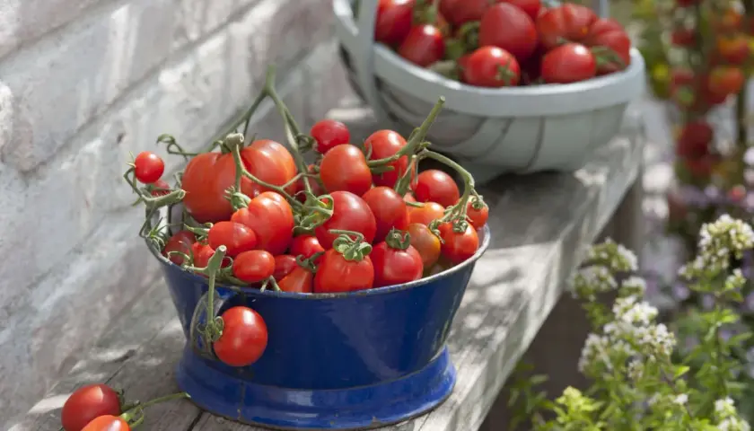 Frisch geerntete Tomaten in einem blauen Eimer. Ob die Tomate Obst oder Gemüse ist, bleibt eine Frage der Perspektive.