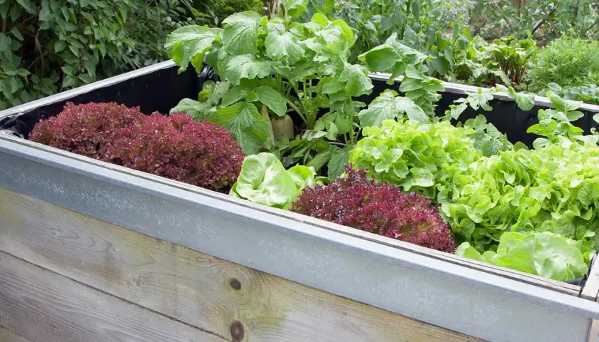 Ein hölzernes Hochbeet, gefüllt mit verschiedenen Salatsorten und Radieschen. Perfekt, um frisches Gemüse anzubauen.