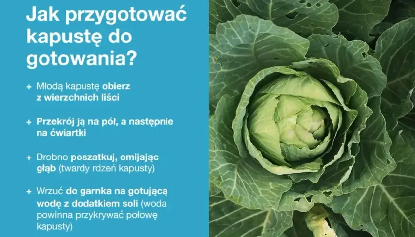 Młoda kapusta, gotowa do przygotowania. Instrukcja krok po kroku, jak ją obrać, pokroić i ugotować.