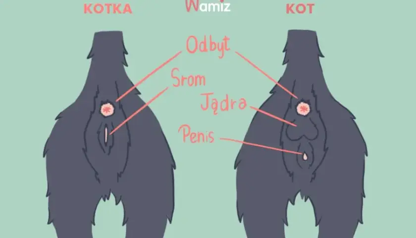 Jak odróżnić kota od kotki? Średnik czy dwukropek? Sprawdź łatwo!