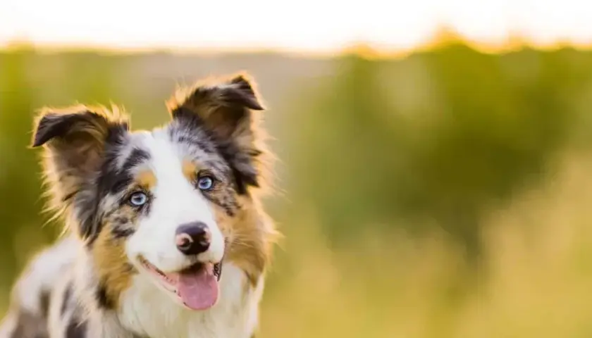 Piękny border collie z niebieskimi oczami, idealna waga dla aktywnego psa.