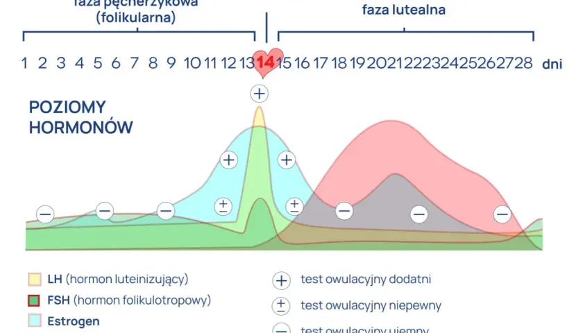 Wykres poziomu hormonów w cyklu menstruacyjnym. Pokazuje, jak estradiol i inne hormony zmieniają się w czasie, co jest kluczowe dla zrozumienia, estradiol co to za badanie.