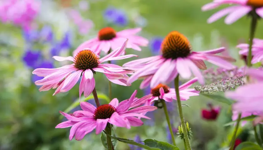 Fiori di echinacea rosa in un giardino. Si dice che l'echinacea abbia effetti benefici sull'intestino, supportando il benessere generale.