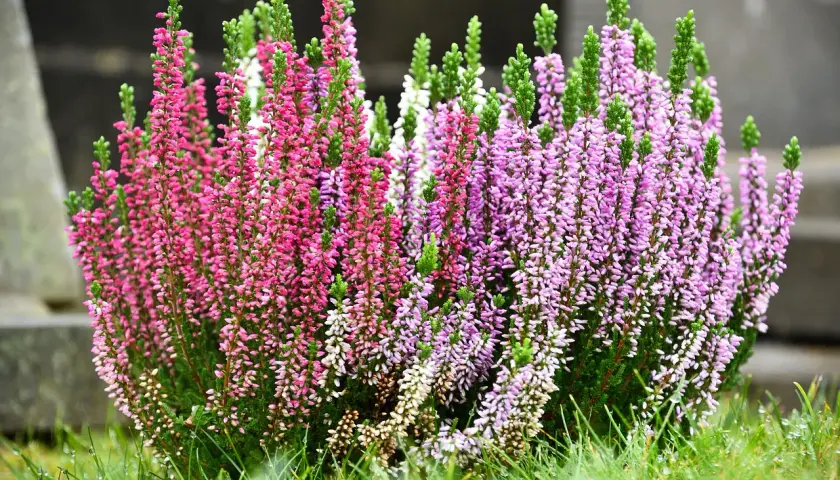 Un cespuglio di piante autunnali esterno con fiori rosa e viola, su un prato verde bagnato.