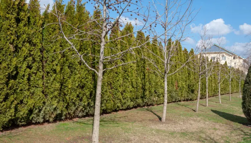 Une haie anti bruit dense et verte borde un jardin avec des arbres dénudés. Au loin, une maison avec un toit bleu.