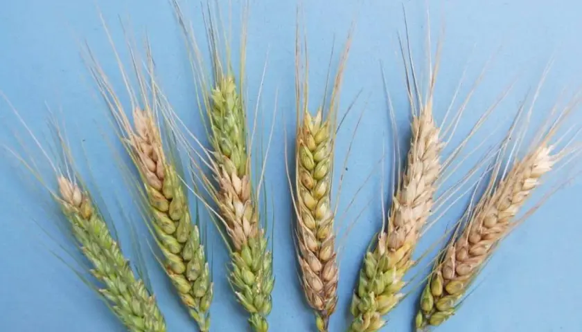Spighe di grano con aree colpite da fusariosi, che causano scolorimento e danni ai chicchi.