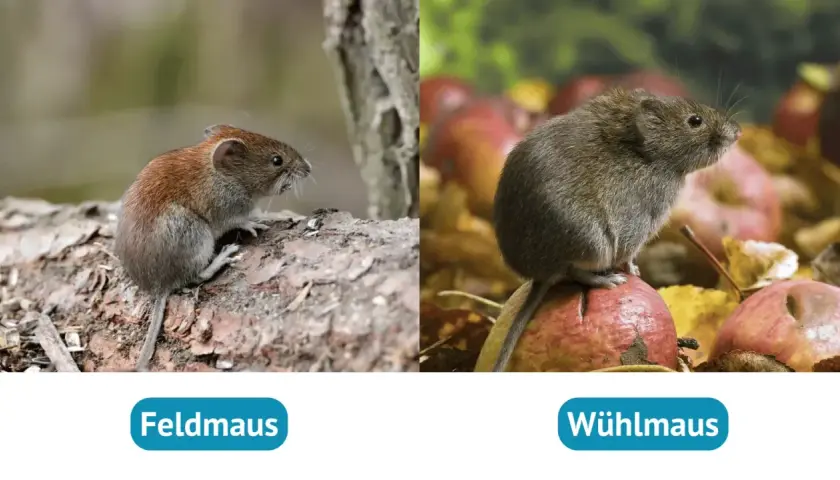 Eine Feldmaus sitzt auf einem Baumstamm, während eine Wühlmaus auf einem Apfel im Garten sitzt.
