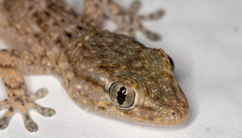 Un lagarto de piel escamosa, con ojos grandes y curiosos, parece que está a punto de empezar a soñar con lagartijas.