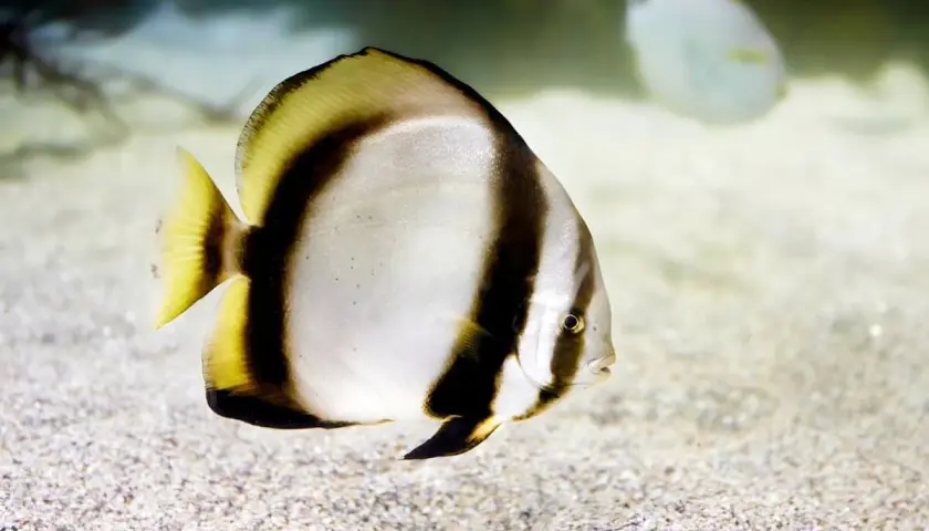 Un pez murciélago adulto, con sus distintivas franjas negras y amarillas, nada sobre un lecho arenoso.