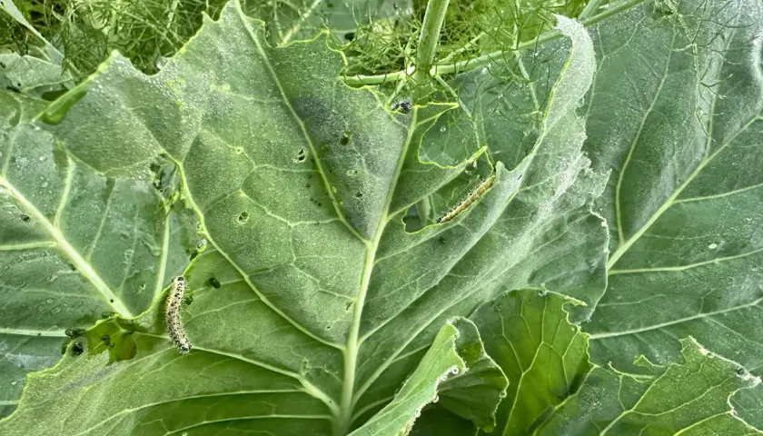 Bruchi su foglie mangiate. Si cercano rimedi naturali per proteggere il raccolto da questi insetti voraci.