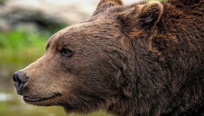 Portret niedźwiedzia brunatnego, jednego z majestatycznych zwierząt górskich. Jego gęste futro lśni w słońcu.