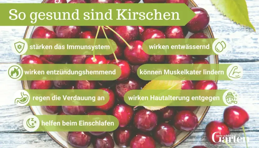 Frische Kirschen sind gesund: Sie stärken das Immunsystem, wirken entwässernd, entzündungshemmend, lindern Muskelkater, regen die Verdauung an, wirken Hautalterung entgegen und helfen beim Einschlafen.