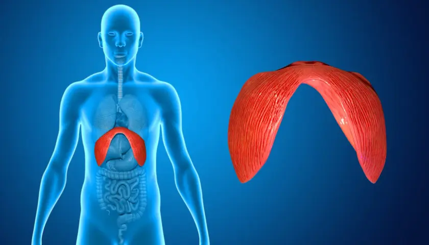 Anatomical illustration showing the diaphragm, a muscle crucial for breathing. When the diaphragm experiences pain, it can affect respiration.