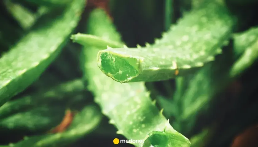 Świeże liście aloesu, idealne do naturalnych metod, jak stosować aloes na dziąsła.