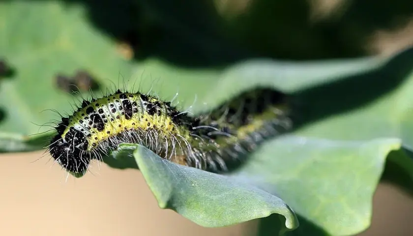 Bruco verde e nero su foglia. Per combatterlo, si usa il Bacillus thuringiensis, un insetticida biologico.