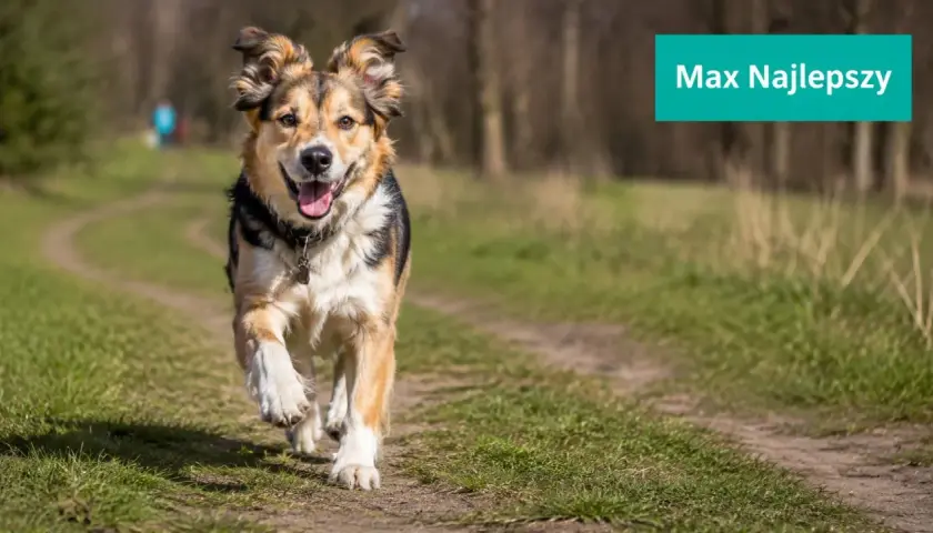 Szukasz imion dla psa samca? Max, najlepszy przyjaciel, biegnie radośnie przez zieloną ścieżkę.