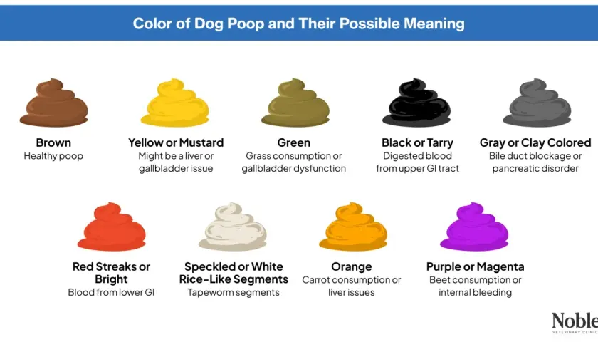 Guía de colores de heces caninas: rojo indica sangre, mi perro caga sangre, podría ser del tracto GI inferior.